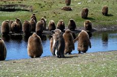 Königspinguin (83 von 84).jpg